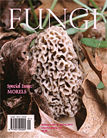 FUNGI Spring 2010