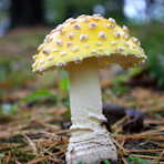 How Do Mycorrhizal Fungi Get Around?, Britt A. Bunyard