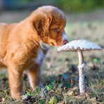 Fungi for Fido, RJ Silver