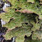 Lobaria pulmonaria: One Lichen, Three Kingdoms!, Jim Cornish