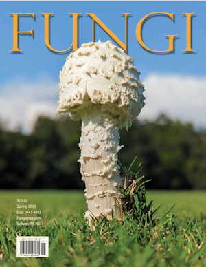 Vol. 19 No. 1: Spring 2026