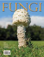 Vol. 19 No. 1: Spring 2026