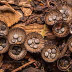 Birds Nest Fungi: A Fifth Kingdom Curiosity, Jim Cornish